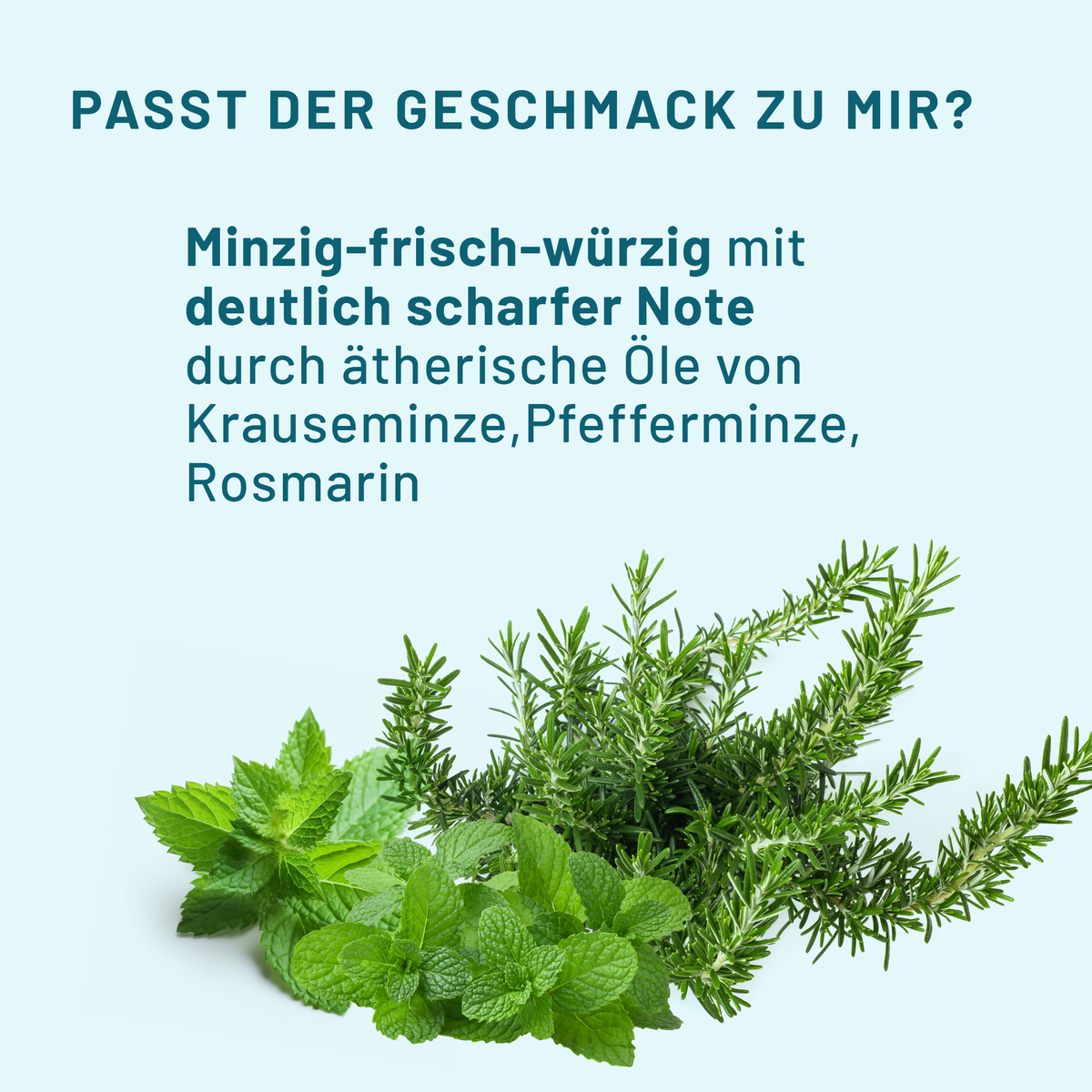 Minze und Rosmarin zur Geschmacksbeschreibung des bluedenta cäre Mundsprays: minzig-frisch-würzig mit deutlich scharfer Note durch ätherische Öle.