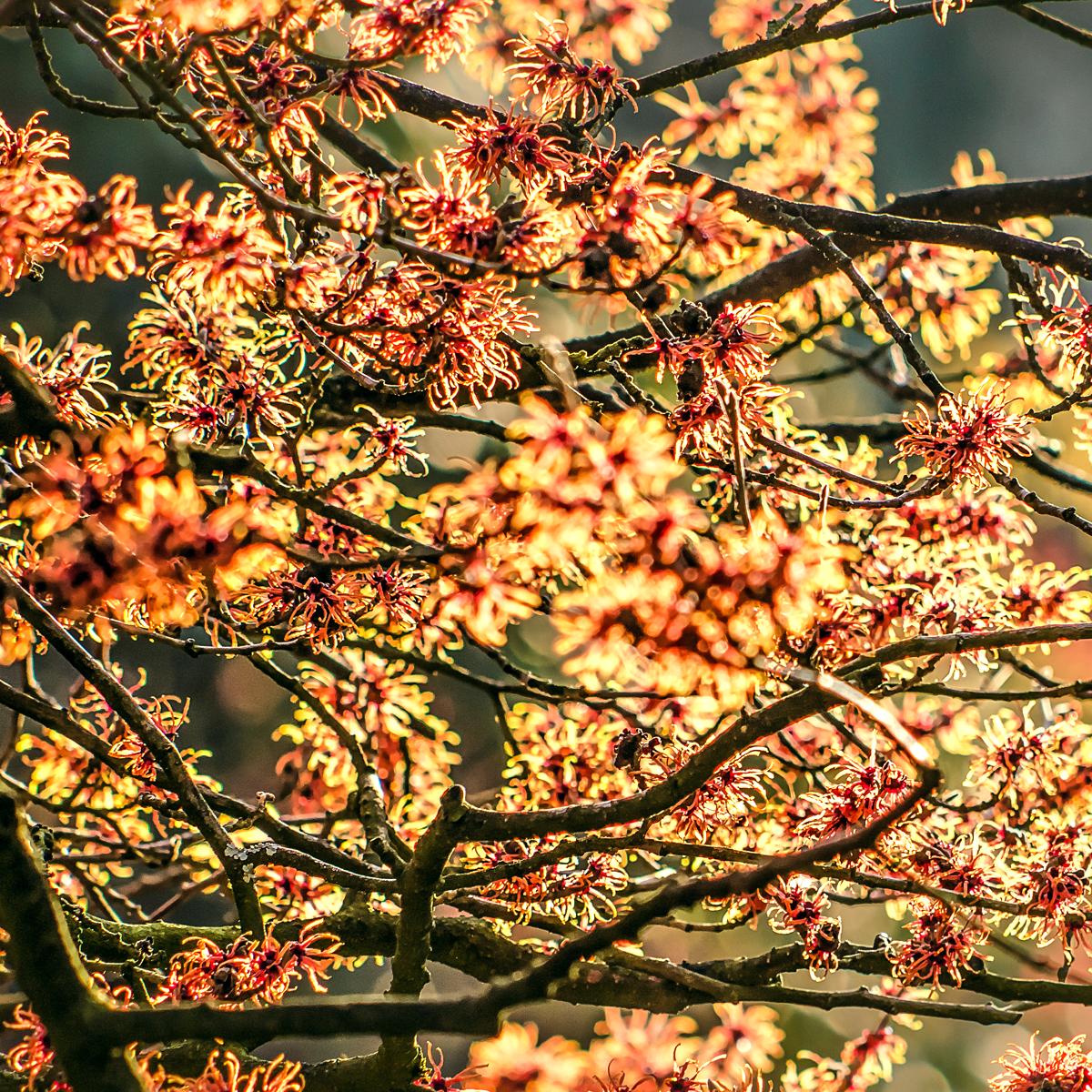Äste eines Hamamelisbaumes. Die Blüten in Rot und Gelb.