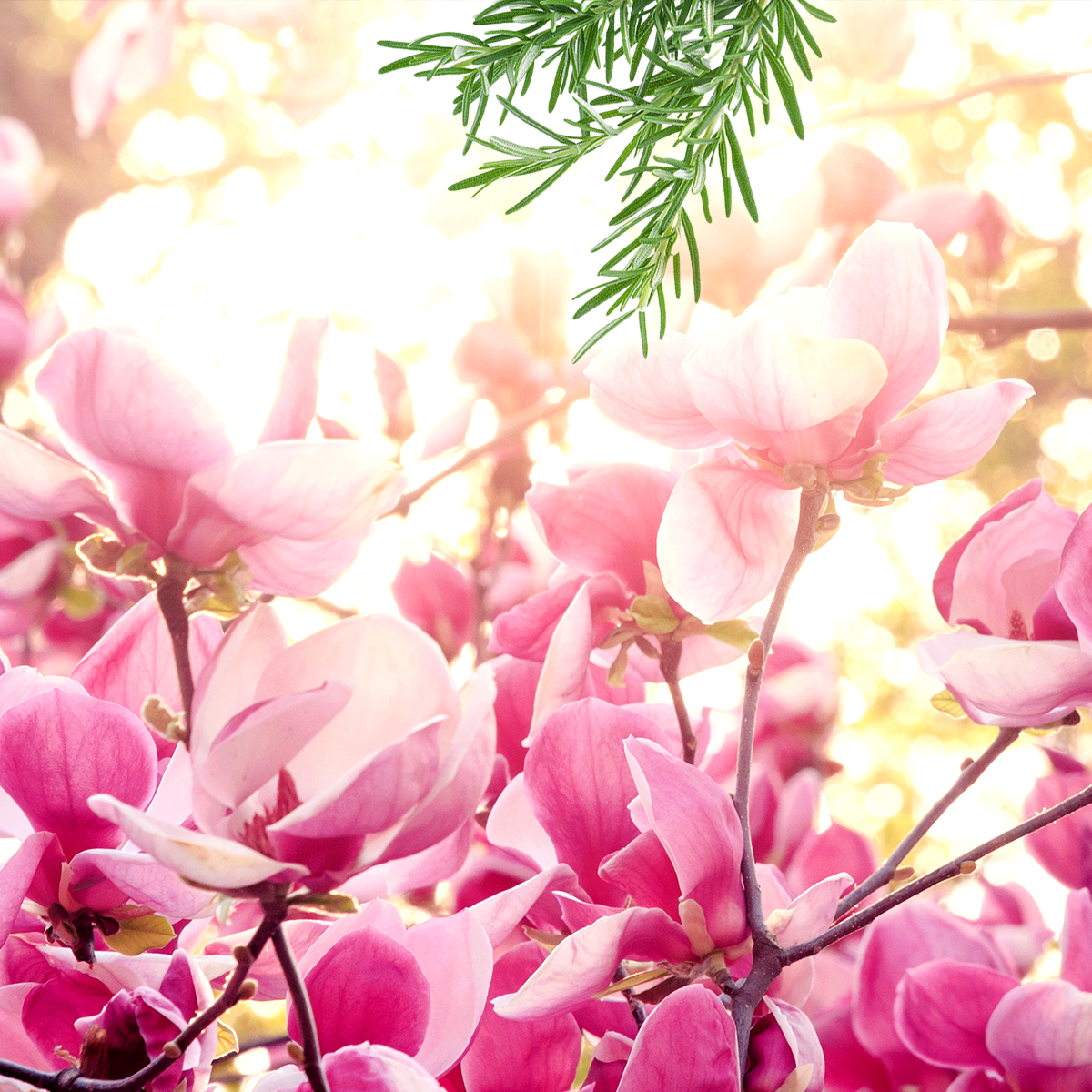 Rosa blühende Magnolien, durch goldene Sonnenstrahlen beleuchtet. Im Vordergrund ein grüner Rosmareinzweig.