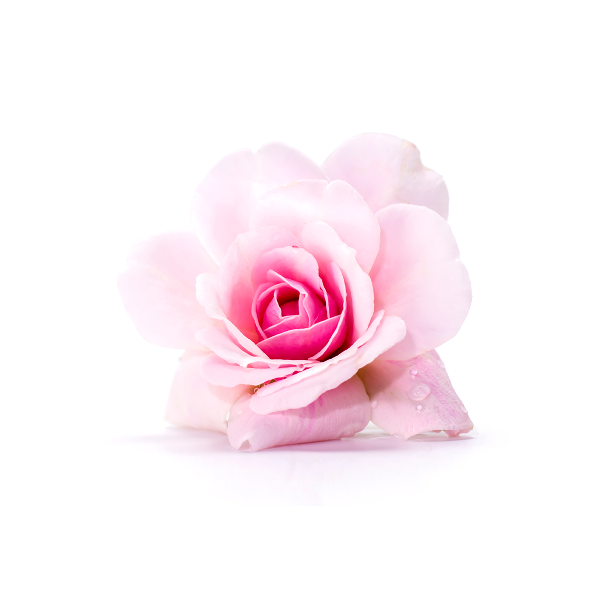 Eine rosa Rosenblüte auf weissem Hintergrund.