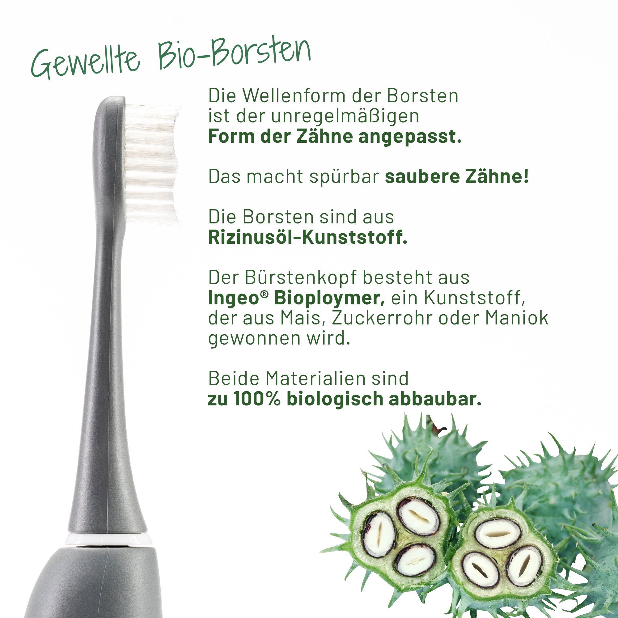 Auf weissem Hintergrund sind ein aufgeschnittene Früchte des Rizinusbaums sowie eine Großaufnahme des sträight Bürstenkopfes in Grau zu sehen. In der Mitte ist ein Text, der beschreibt, was Rizinusöl mit der sträight Aufsteckbürste zu tun hat.