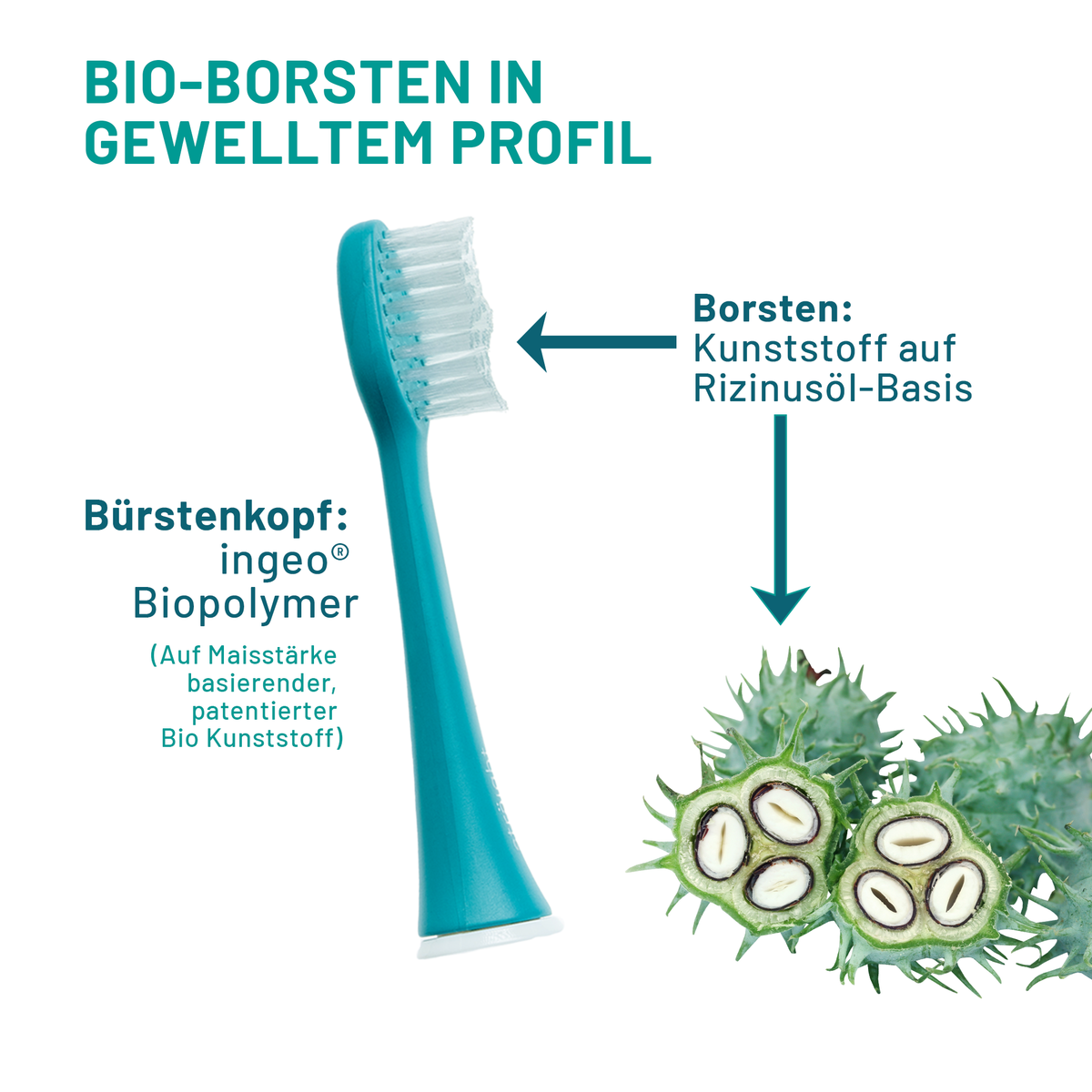 1 grüner sträight Bürstenkopf in der Seitenansicht, so dass die Wellenform der Borsten erkennbar ist. Borsten und Korpus  bestehen aus Bio Kunststoff auf Maisstärke- und Rizinusölbasis. Eine Darstellung von Rizinussamen illustriert dies als Symbolbild.