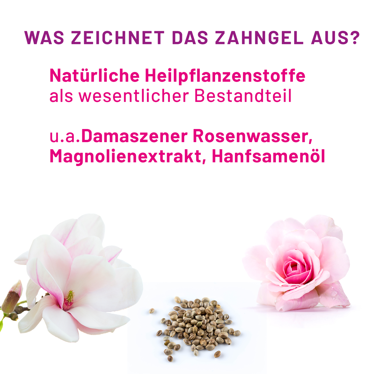 Magnolienblüte, Rose und Hanfsamen zur Inhaltsstoffübersicht des bluedenta cäre Zahngels: Damaszener Rosenwasser, Magnolienextrakt und Hanfsamenöl.