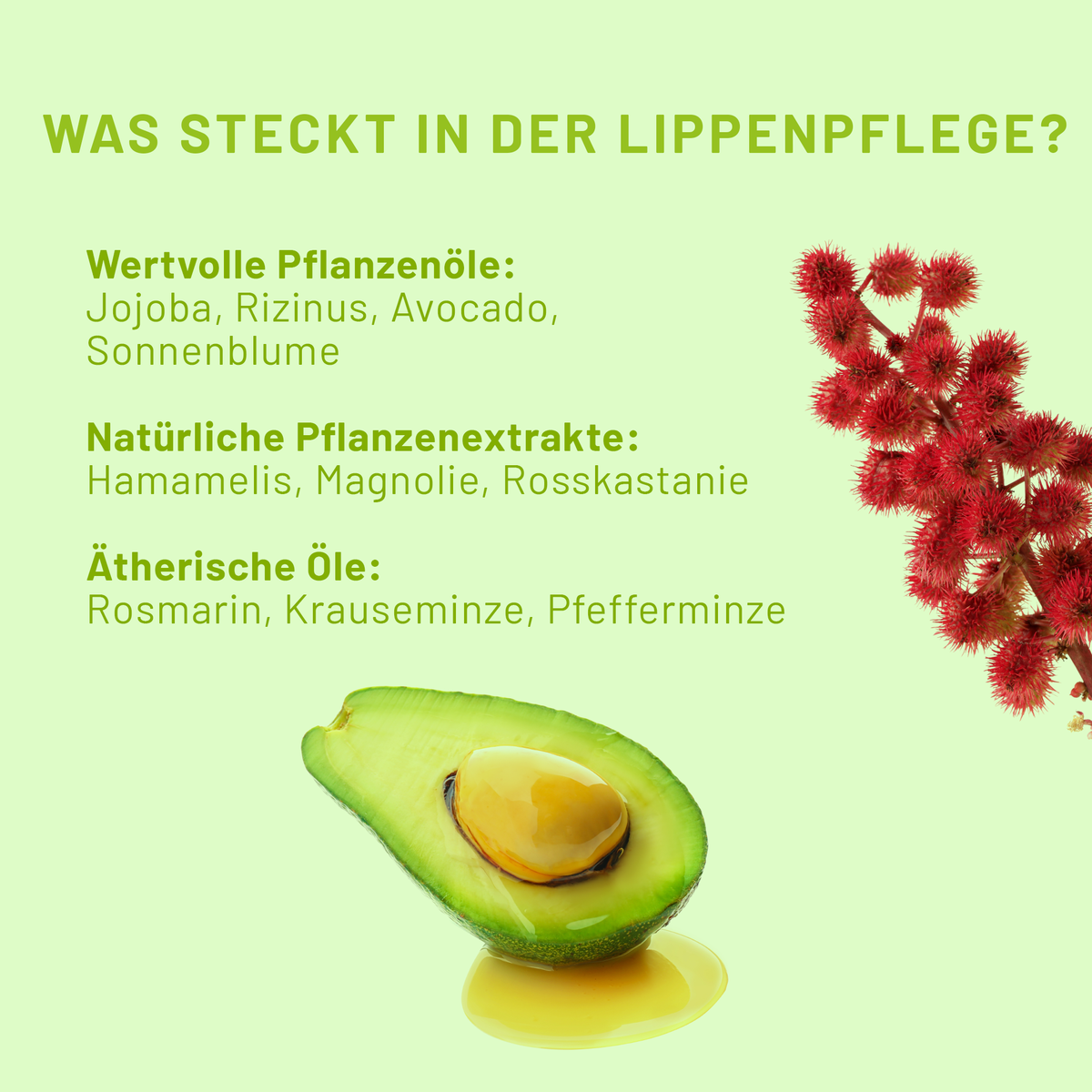 Auf hellgrünem Hintergrund sind eine aufgeschnittene Avocado und ein Zweig Rizinusblüten platziert. Darüber sind die wichtigsten Produktinfos der bluedenta cäre Lippenpflege aufgelistet.