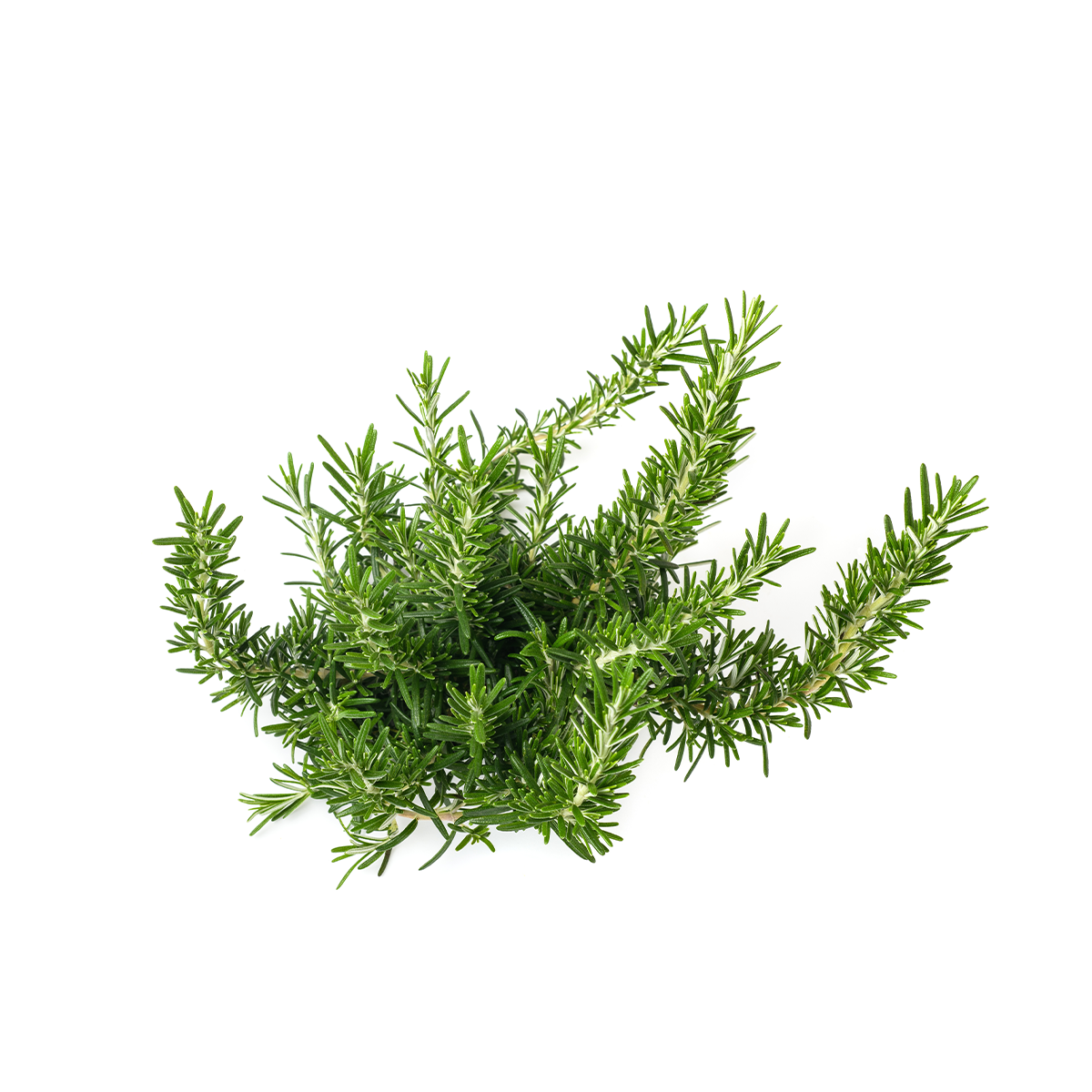 Grüne Äste von Rosmarin auf weissem Hintergrund.