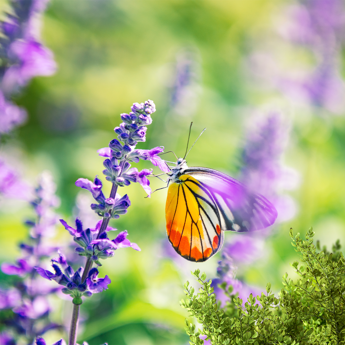 Nahaufnahme einer lila Lavendelsalbei-Blüte, an der ein Schmetterling mit orangenen Flügel sitzt. 