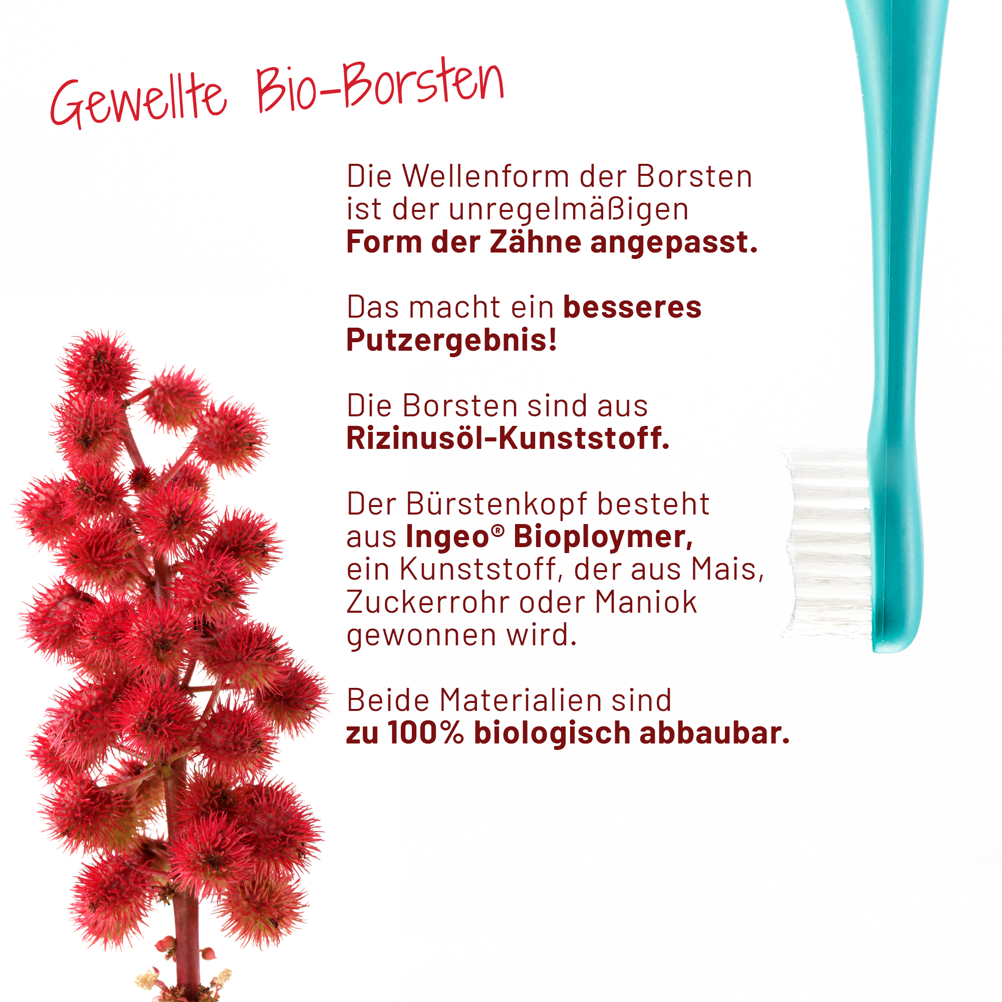 Auf weissem Hintergrund sind ein Zweig des Rizinusbaumes mit roten Früchten sowie eine Großaufnahme des sträight Bürstenkopfes in Grün zu sehen. In der Mitte ist ein Text, der beschreibt, was Rizinusöl mit der sträight Aufsteckbürste zu tun hat. 